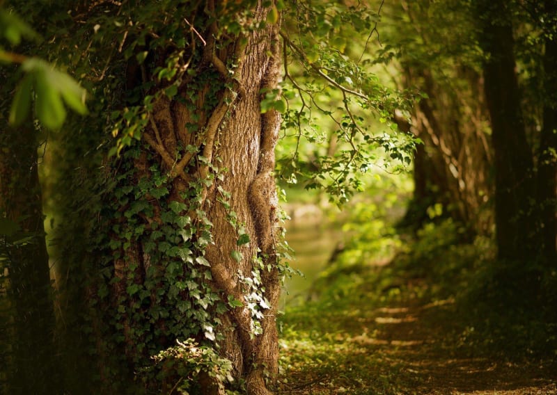 Beauté des forêts lozériennes et bain de vitamine green - Mont Lozère et Goulet