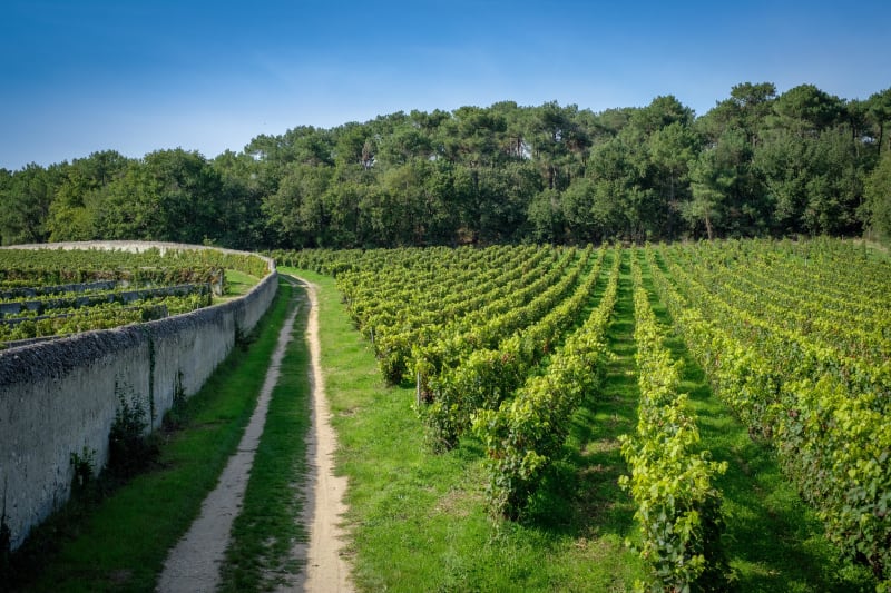 Butte d’Argentay et nectars angevins - Doué-en-Anjou