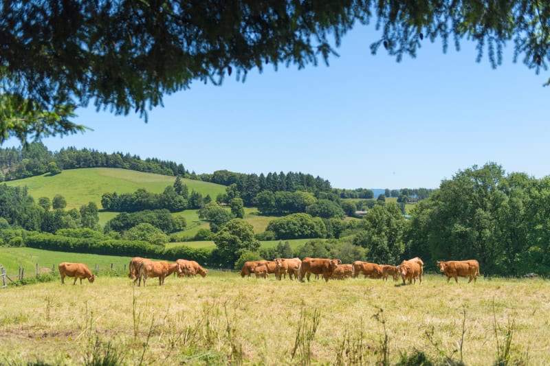 Le Limousin à vélo, Mille vaches, que c'est beau ! - Pérols-sur-Vézère
