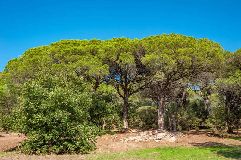 Campagne, pinède et garrigue de Lambesc à VTT - Lambesc