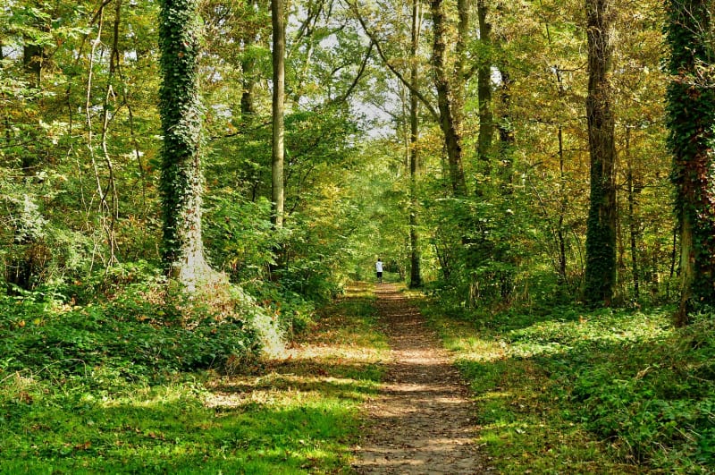 Verneuil-sur-Seine et s'engouffrer dans une forêt envoûtante - Verneuil-sur-Seine