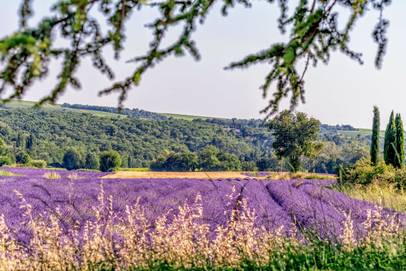 L'Enclave des Papes, entre vignes et lavande à VTC - Valréas
