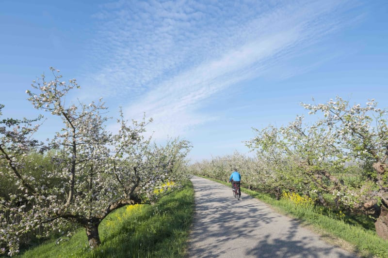 Boucle à vélo sur le plateau d'un des plus beaux villages de France - La Romieu