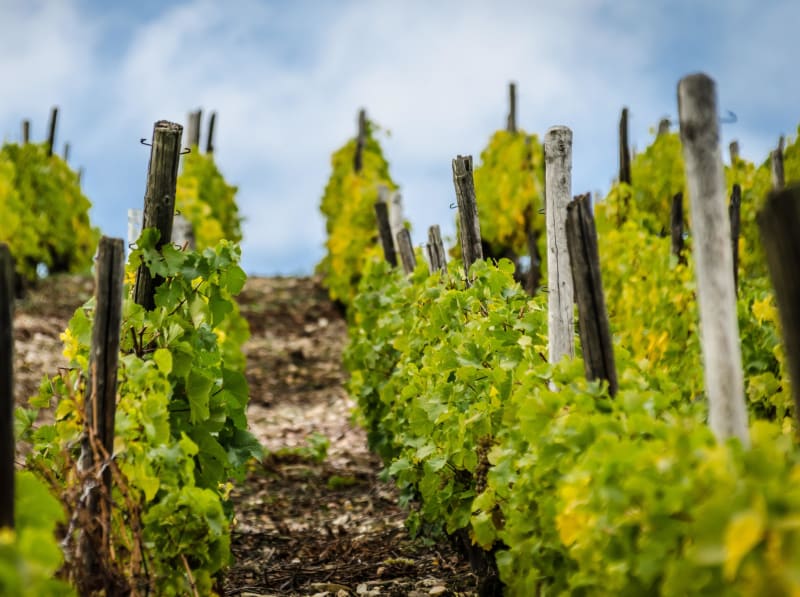 Thenay et ses terres de vignerons - Thenay