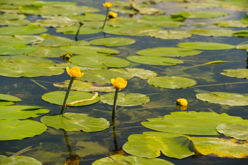 Escapade au pays de la Brenne et étang de Bellebouche - Mézières-en-Brenne