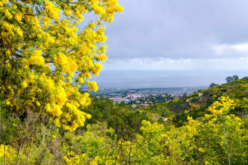 Mimosas et descente à tout-va autour de Mandelieu-la-Napoule - Mandelieu-la-Napoule