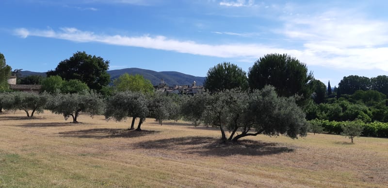 Fietsen door wijngaarden en olijfboomgaarden vanuit Lourmarin - Lourmarin