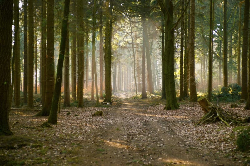Angerville-la-Campagne et sa balade entre bois et champs - Angerville-la-Campagne