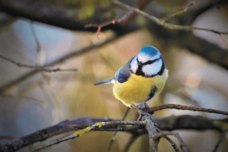 Petit tour d'Eslettes et Montville et observation des oiseaux - Montville