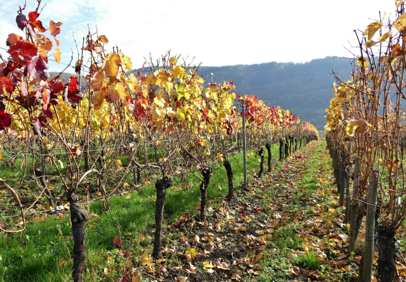 Villematier à vélo et sa ronde des vignes - Villematier