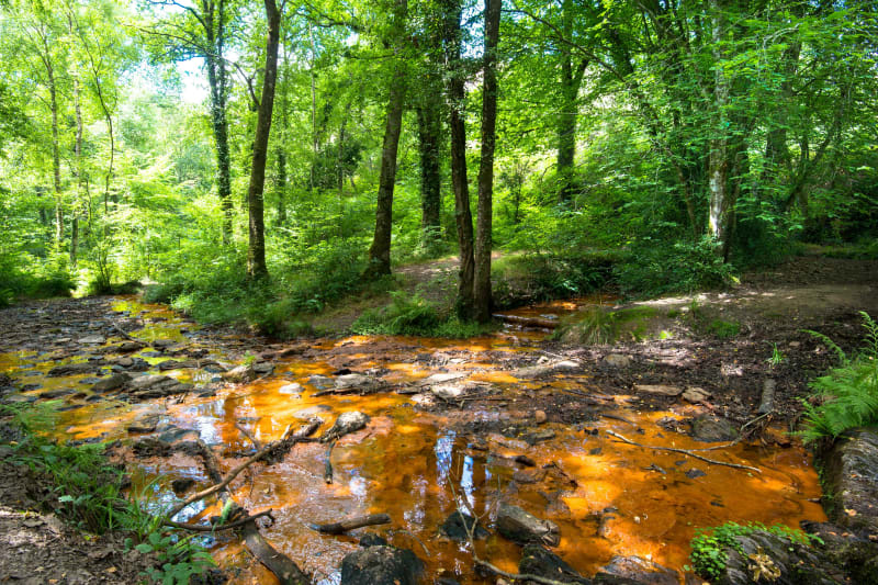 Visite perchée de Beaulieu-en-Argonne et balade forestière - Beaulieu-en-Argonne