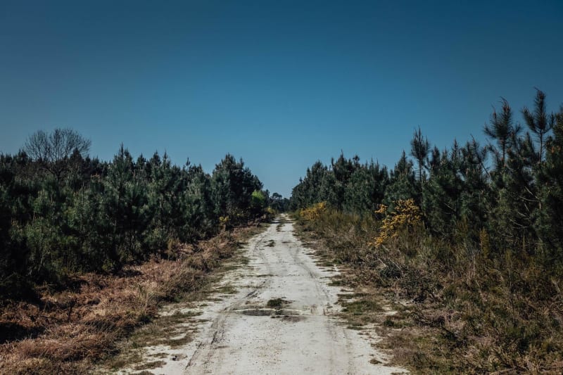 Terres noyées, au vent, des landes et pinèdes - Jour 1 - Bordeaux