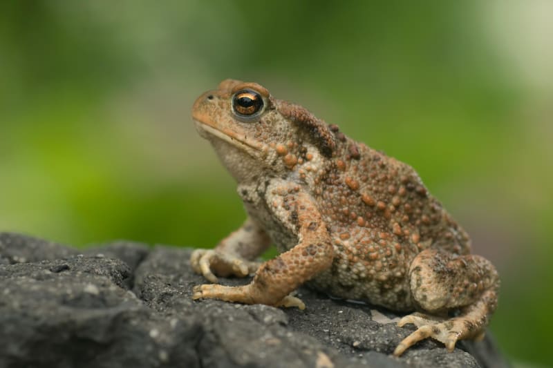Balade à l’étang Vieux et sa luxuriance marécageuse - Sainte-Gemme