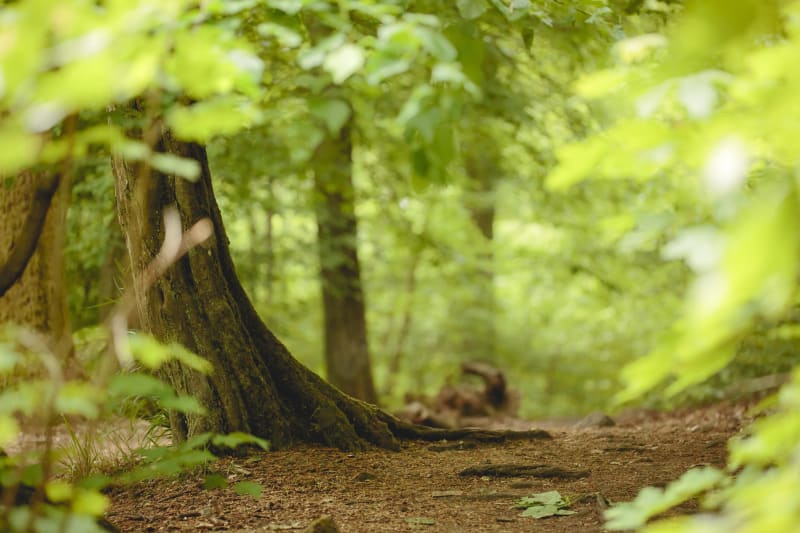 S'échapper dans les bois de Vagney et sa Grande Cheminée - Vagney