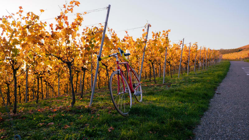 Détours à VTT dans les bois et vignes à perte de vue - Cers