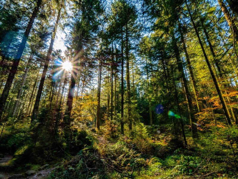 Allamps et circuit exquis dans un écrin de verdure - Allamps