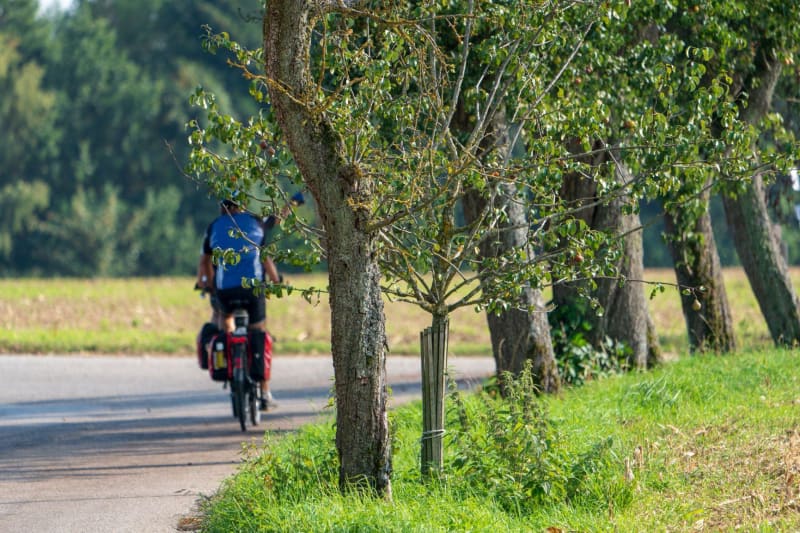 Forêt d’Estéron et balade VTT tranquille dans les Collettes - Saint-Auban