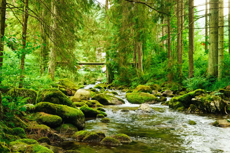 De Bellefontaine à une jolie forêt, à deux pas - Futeau