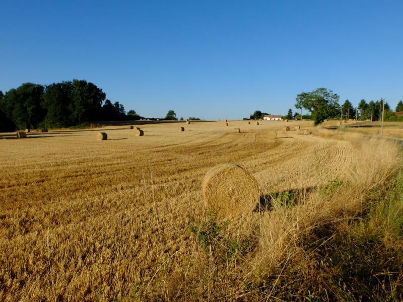Circuit de Brie et douceur charentaise - Brie