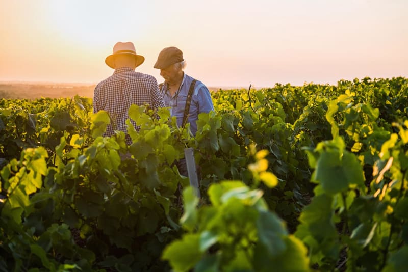 Boucle d'Ambleville et gambader à travers les vignobles - Lignières-Ambleville