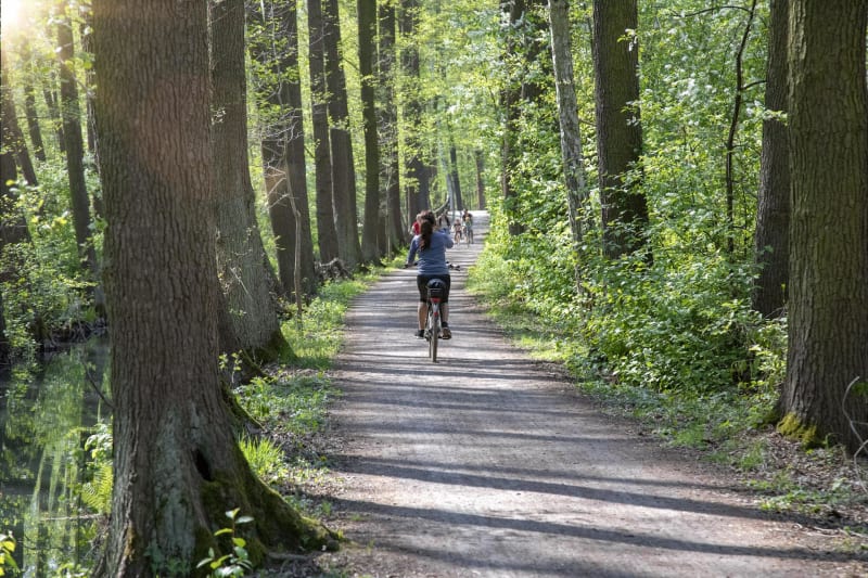 Agréable balade depuis Ozoir-la-Ferrière et calme en forêt - Ozoir-la-Ferrière