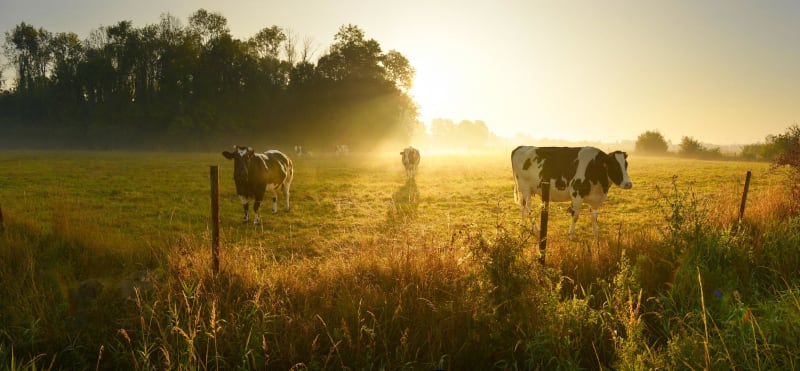 Balade des collines et ambiance apaisante à Plassac-Rouffiac - Plassac-Rouffiac