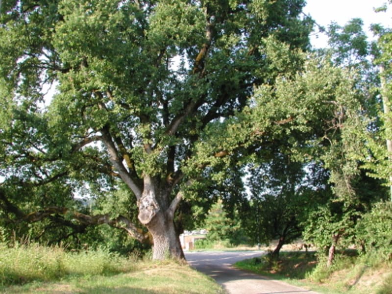 Pont-du-Casse / Darel, une boucle nature - Pont-du-Casse