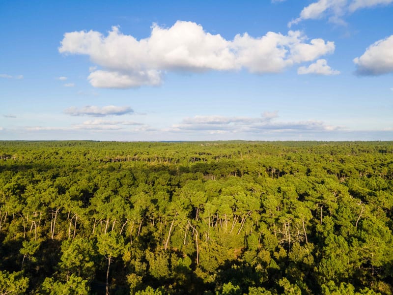 Village disparu et forêt domaniale de la Coubre - Canton de Bonne-Anse, La Tremblade