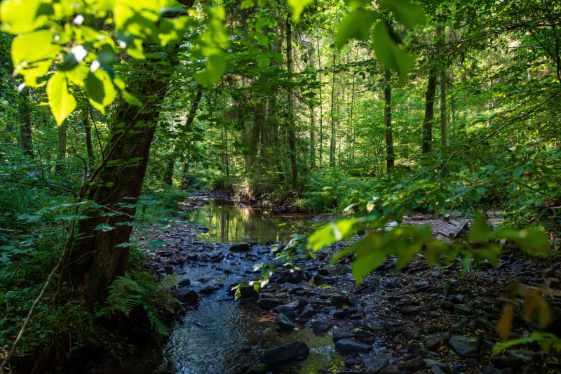 Een rustige wandeling in het bos, van Mognéville tot Couvonges - Mognéville