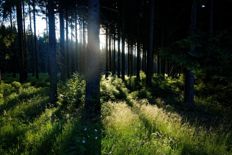Gernelle et trip top dans des bois envoûtants - Gernelle