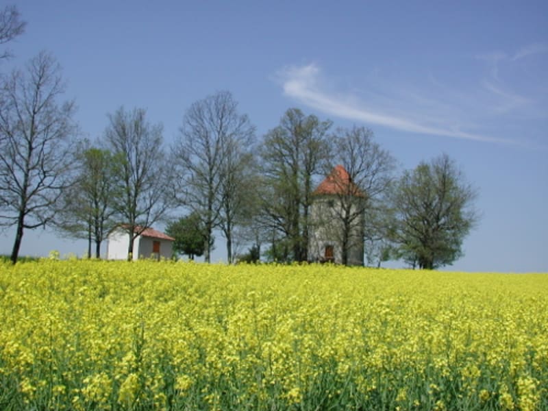 Saint-Caprais-de-Lerm, dans les coteaux de l'Agenais - Saint Caprais de Lerm