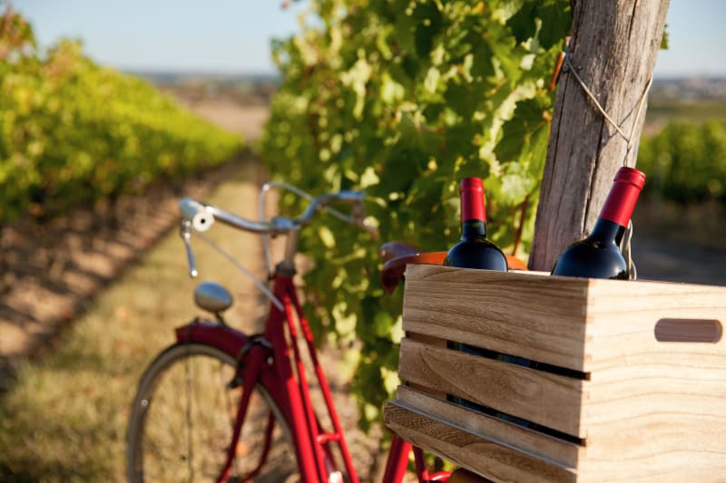 Douceur des vignes de Magalas à vélo - Magalas