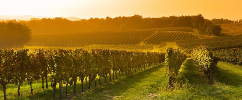 Saint-Maigrin, ses vignobles et son étang apaisant - Saint-Maigrin