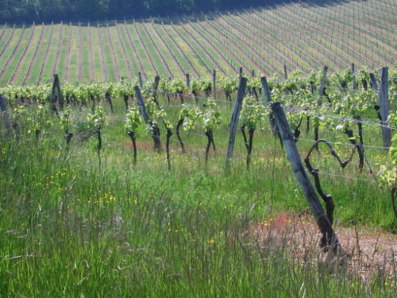 Circuit Paysages des Vignobles de Cocumont - Cocumont