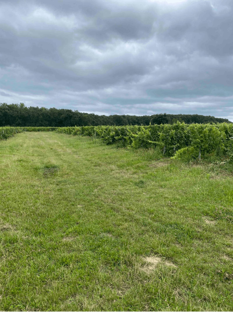 Patrimoine et vignes de Castelnau-d'Estrétefonds - Castelnau-d'Estrétefonds