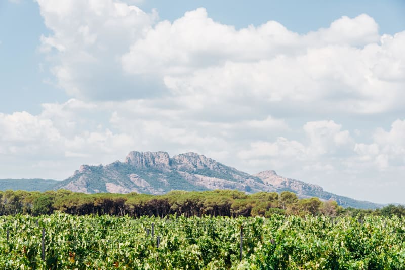 Puget-sur-Argens et évasion sur les contreforts de l'Estérel - Puget-sur-Argens