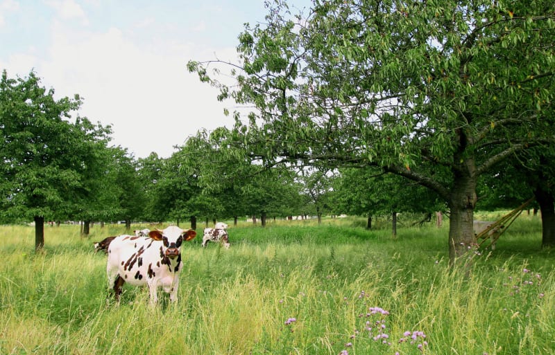Saint-Léger-aux-Bois et air de la campagne à pleins poumons - Saint-Léger-aux-Bois