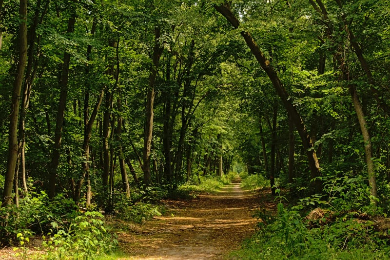 Ver-sur-Launette et promenade envoûtante dans la forêt - Ver-sur-Launette