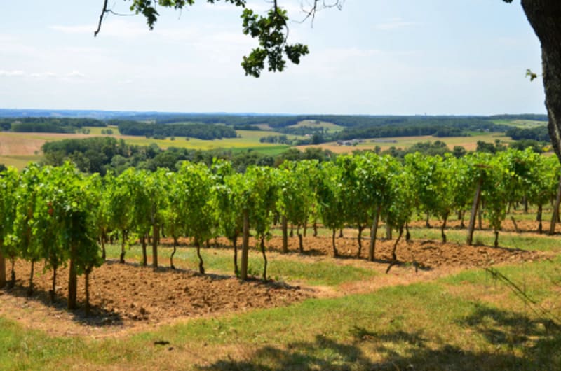 Saint-Jean-de-Duras, balade au coeur des vignobles de Duras - Saint-Jean-de-Duras