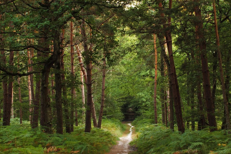 Bois de Saint-Hubert et balade détente autour de Fameck - Gandrange