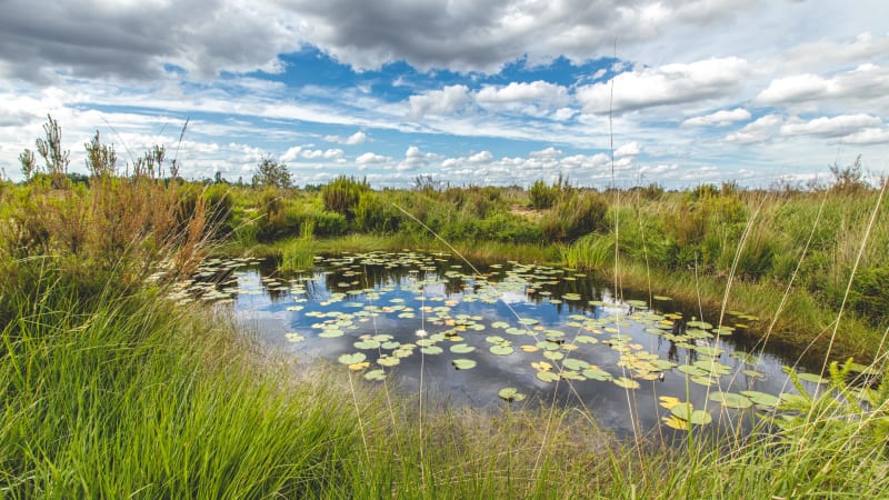 Eveil des sens au cœur de la réserve naturelle du Pinail - Vouneuil-sur-Vienne