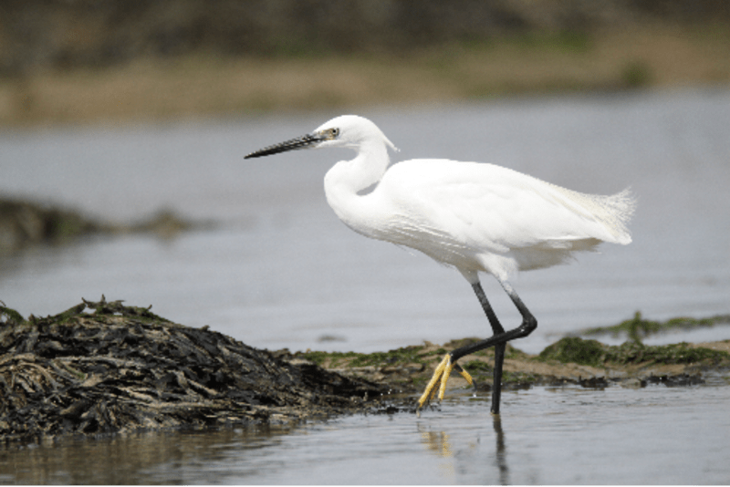 Evasion rochefortaise et ses marais fascinants - Breuil-Magné