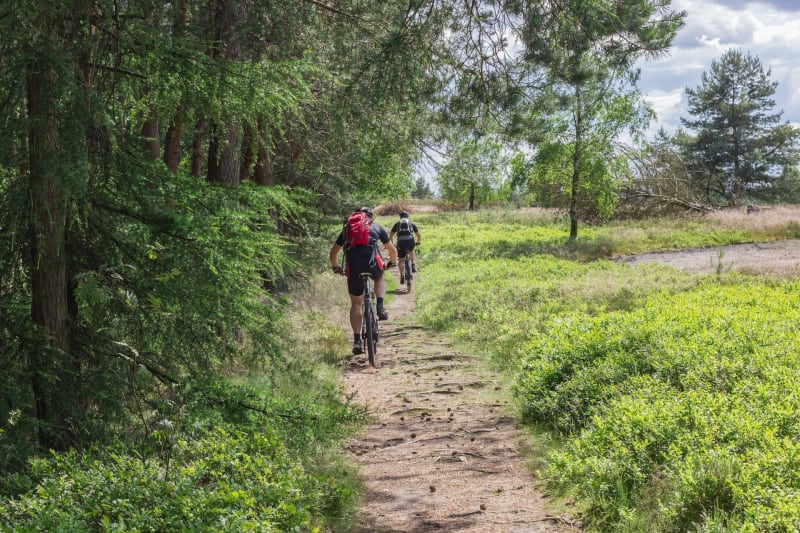 À VTT dans les Landes et senteurs de pinèdes à Seignosse - Seignosse