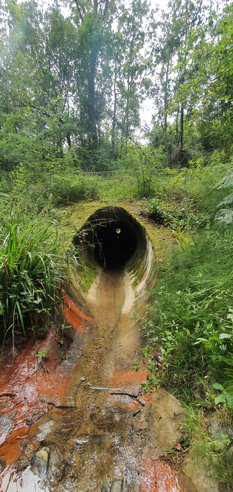 Les princes des sous-bois en forêt du Mas - Le Mas-d'Agenais