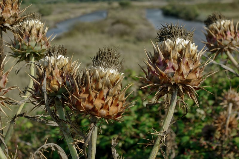 Dans les marais salants d'Oléron - Ile d'Oléron