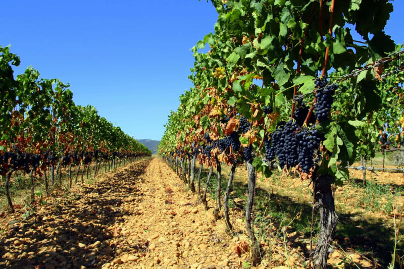 Bain de nature et vignes séduisantes en périphérie de Bassan - Bassan