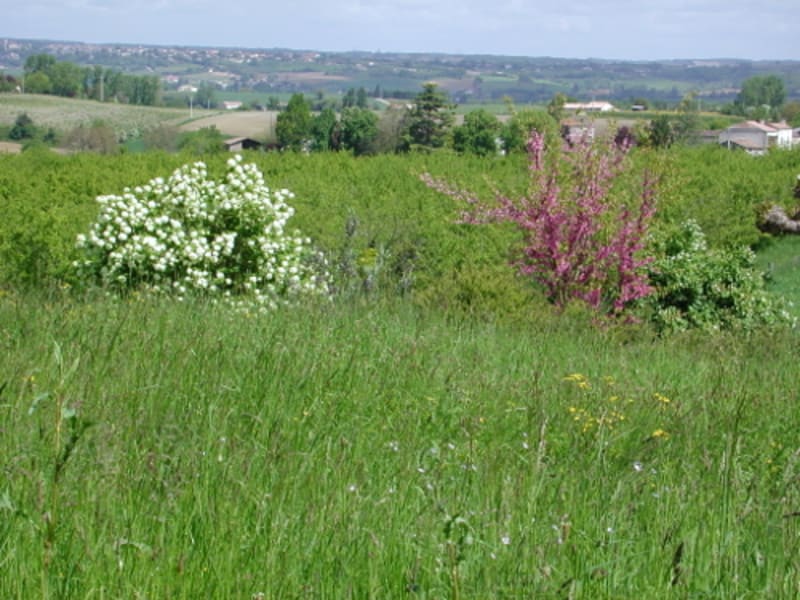 Lévignac-de-Guyenne, la balade de la bastide - Lévignac-de-Guyenne