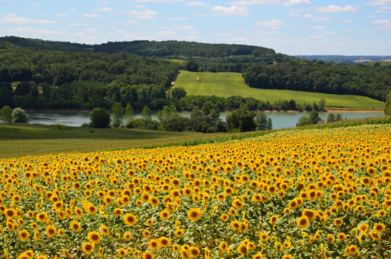 Sainte-Gemme, randonnée dans les collines Gasconne - Ste-Gemme-Martaillac