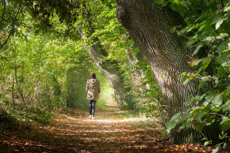 Longer la Vézère à Tursac et bienfaits de la marche en forêt - Tursac