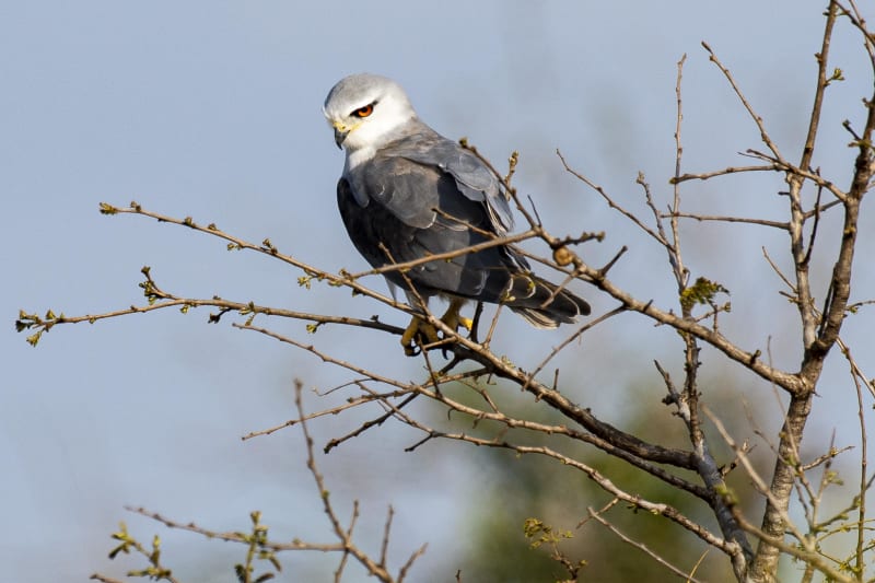 Immersion ornithologique au cœur du marais Burret - Orx